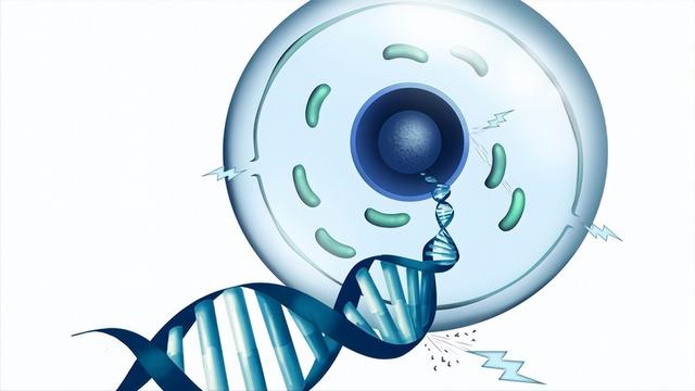 什么食物含硒多，十大含硒高的食物（硒对人体到底有多重要）