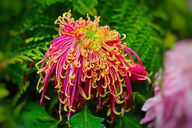 重阳节和菊花有什么关系，重阳节菊花代表什么意思（重阳节与菊花）