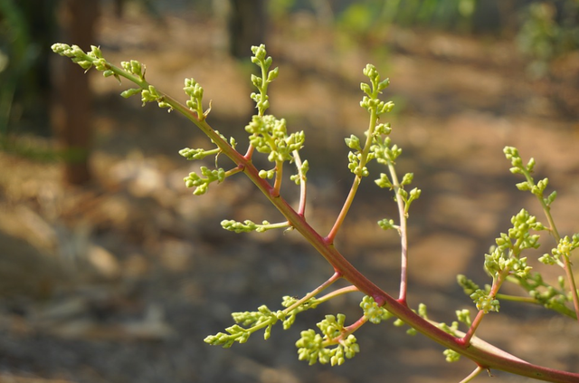 带你解读热带果王芒果，为什么芒果是热带果王（每日一花4.22）