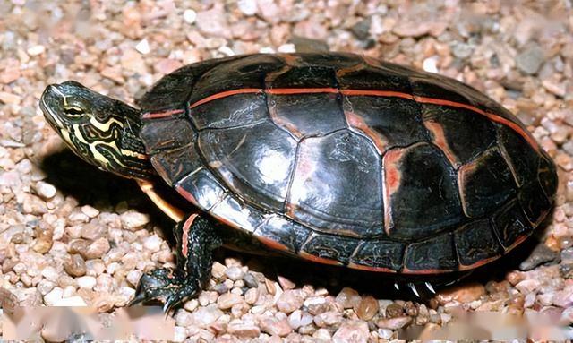 宠物乌龟起什么名字好，浅谈常见宠物乌龟种类-新手饲养篇