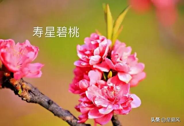 杏花桃花几月份开，2023北京赏花攻略