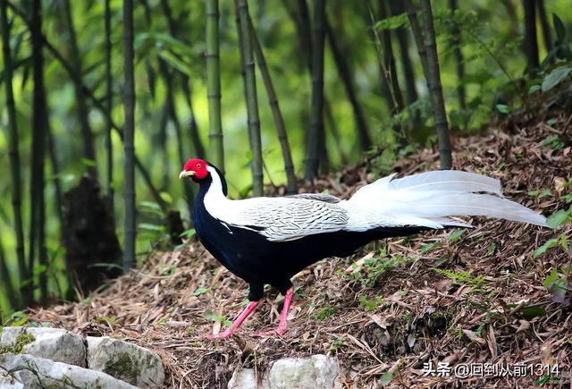 白娴鸟（白娴鸟图片，白娴鸟怎样的养殖（白鹇鸟唯美图片）