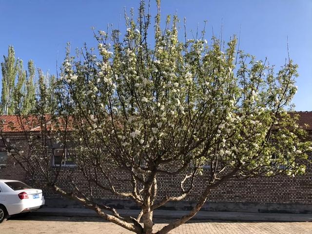 门前风水十大吉祥花，风水十大吉祥花排行（庭院里种“富贵树”）