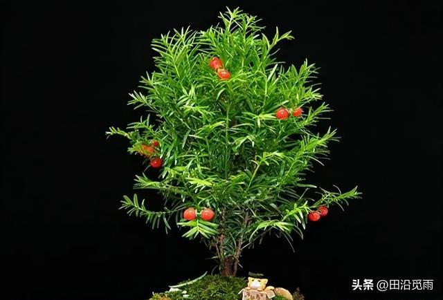 红豆杉修剪方法图解，红豆杉的修剪（临水、悬崖、斜干、曲干最漂亮）