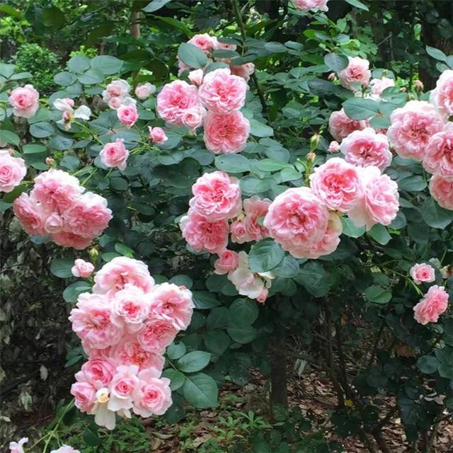 仙度瑞拉月季，仙度瑞拉是哪个公主（分享图片一一一灰姑娘月季）