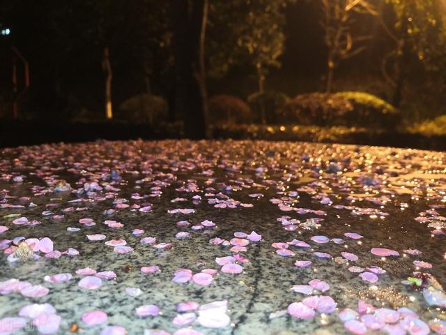 花开花落的意思，花开花落是什么意思（何事奈诗歌——听风听雨听落花）