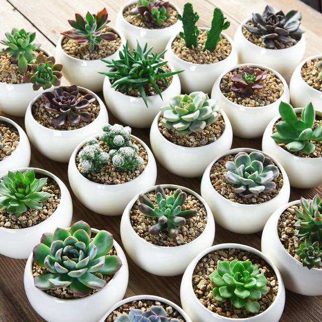 多肉要浇水吗，多肉多长时间浇一次水（养多肉浇水的6点“黄金法则”）