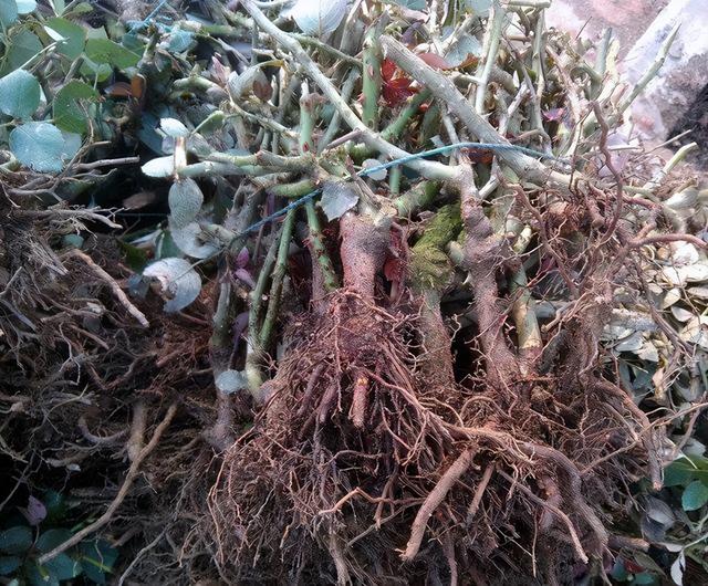 10种不吉利的花，5种花越养越“不吉利”