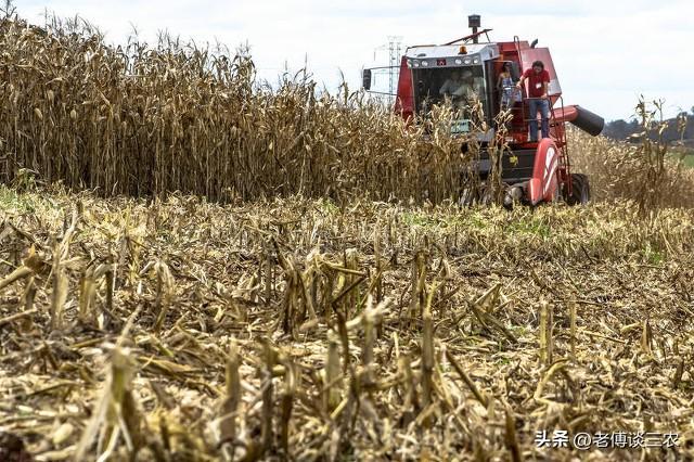 玉米淀粉可以用什么代替，玉米淀粉可以用什么淀粉代替（玉米秸秆高效合成淀粉和蛋白）