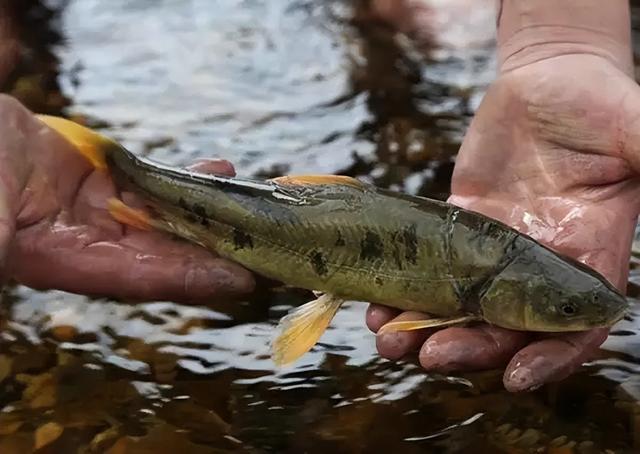 青海湖简介，监测青海湖简介（禁渔10年最大的鱼有多大）