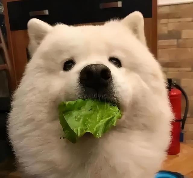 适合狗狗吃的食物，狗狗适宜吃什么食物（这些食物对狗狗来说是“人间鲜美”）