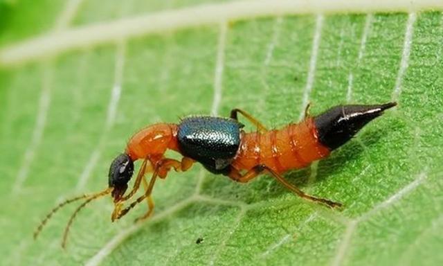 昆虫类有哪些动物，昆虫的天敌有哪些动物（农村常见的十二种虫子）