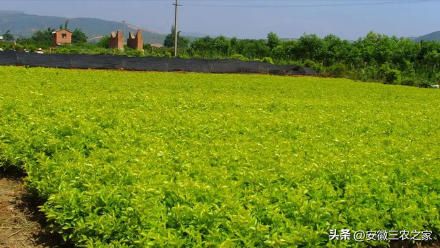 荒山种植什么赚钱，山地种植什么可以赚钱（它曾经是中药材种植的天花板）