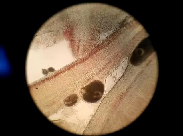 黄骨鱼养殖几个月可以卖，养黄骨鱼包回收是真的吗（源农优品水产助你解决黄颡鱼冬季养殖的问题）