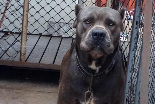 大型宠物犬品种大全，宠物大型犬品种大全（盘点6种被“禁养”的大型猛犬）