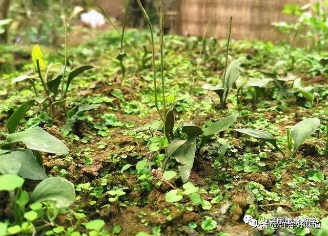 农村的这种野草大家认识吗，老人称“肿瘤草”
