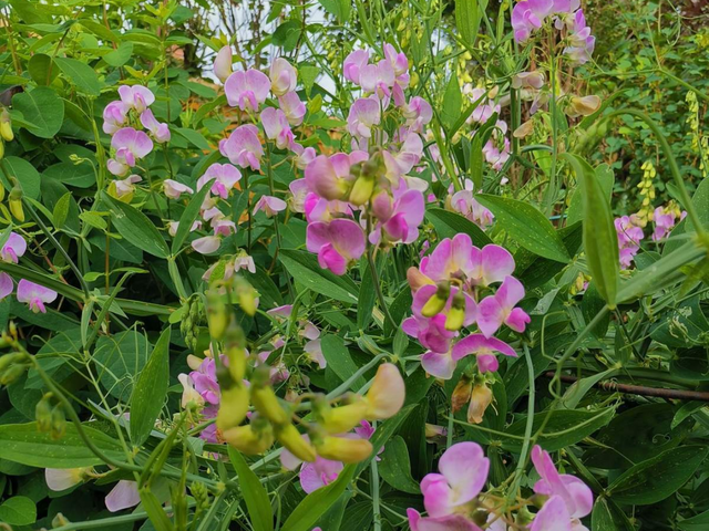 春天有哪些花开，春天有哪些常见的花开（50种花春天播种）