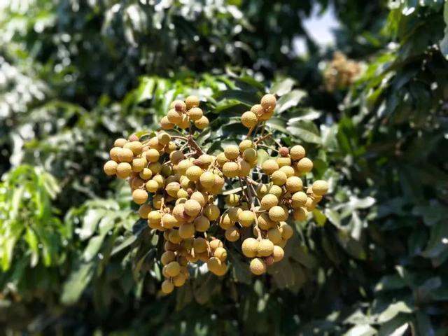 广西的特产水果有哪些，广西的特产有什么水果（满足水果控们的所有期望）