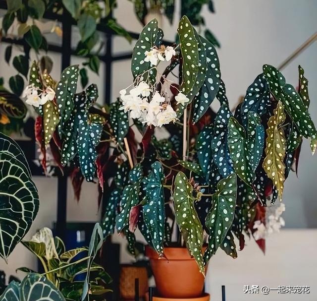 什么花没叶子，什么花没叶子?（10种不喜欢晒太阳的花）