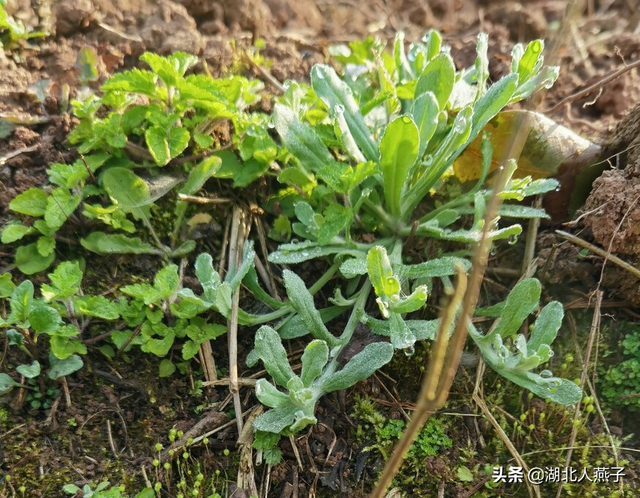 农村100种野菜图片，农村100种常见野菜（让你轻松认识各种野菜和吃法）