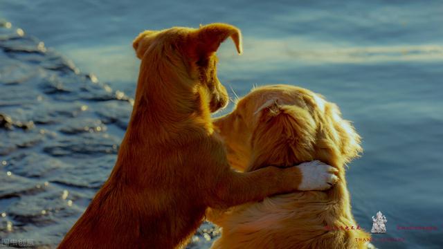 撒狗粮是什么意思，撒狗粮的梗你知道吗（开始“撒狗粮”啦）