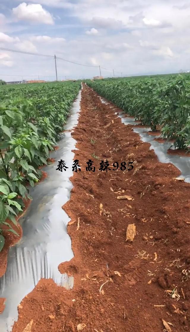 泰辣椒（苏泰辣椒），泰系985辣椒移栽后到开花前期大田管理