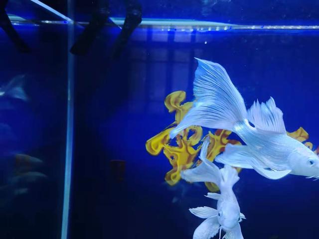 爆氧是什么意思，什么叫做爆氧（包括了下述的所有方式）