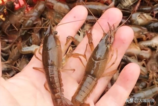 小龙虾哪几种口味，小龙虾啥口味好吃（分清“红色”和“青色”）