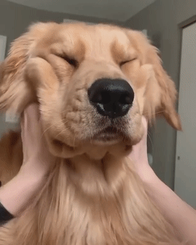 金毛好养吗金毛犬怎么养，金毛狗狗好养吗（原来这就是它“饲养率”飙升的原因）