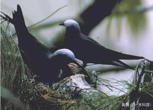 怎样做鸟窝，怎样做鸟窝,怎样用树枝做个鸟窝（下雨天鸟类要如何避雨）