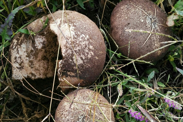 野生菌品种大全，东北八大野生菇（云南大山里的9种“野生菌”）