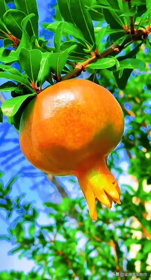 四个季节各有什么水果和蔬菜，四个季节各有什么水果和蔬菜和水果（60张水果蔬菜壁纸美图）