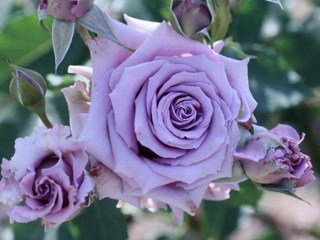 必养九种月季，值得入手的月季清单