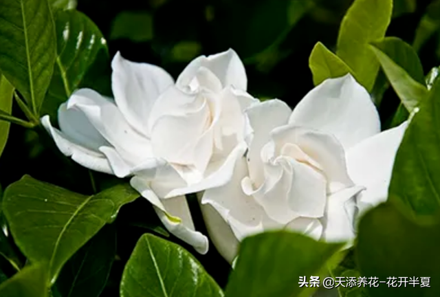 栀子花花语是什么，小叶栀子花图片（栀子花的花语，浪漫又凄美）