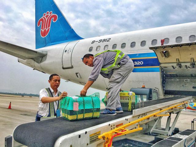 乘坐飛機的流程,坐飛機流程有哪些(狗狗登機前的流程和需準備的登機