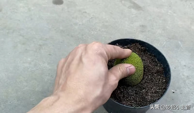 种菠萝蜜生活小妙招，把整个菠萝蜜埋花盆里