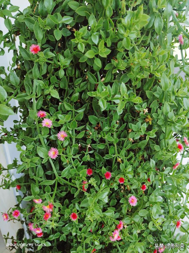 心叶日中花的养护方法是什么,心叶日中花养殖方法(七律61牡丹吊兰)