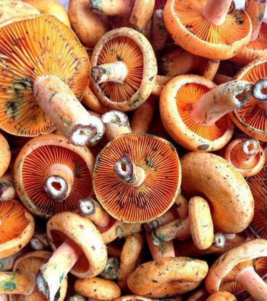 农村能吃的100种野菜图片，有哪些野菜可以吃