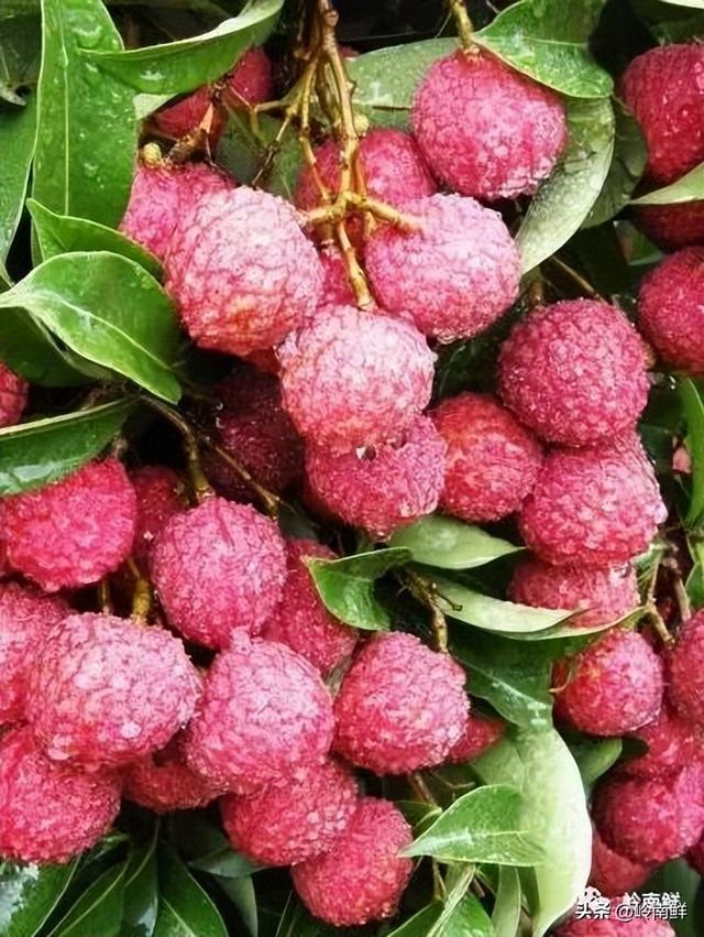 荔枝图序原文，荔枝图序原文及拼音朗读（中国最好吃的荔枝在哪里）