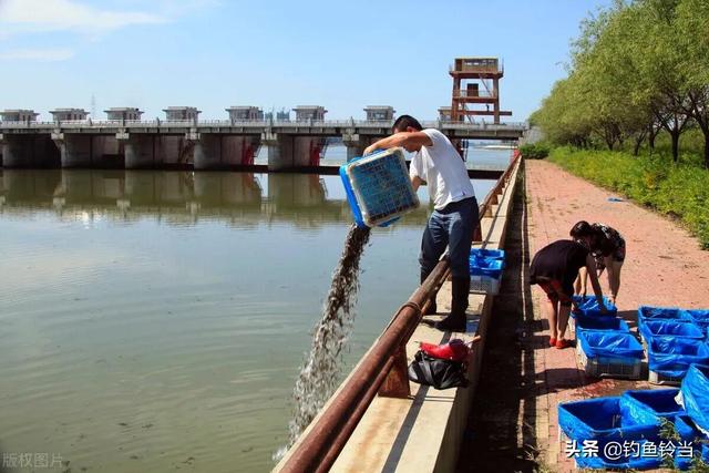 捉鱼经验谈：捉泥鳅的几种方法和技巧，捉鱼经验谈（泥鳅钓鱼为什么人人喊打）