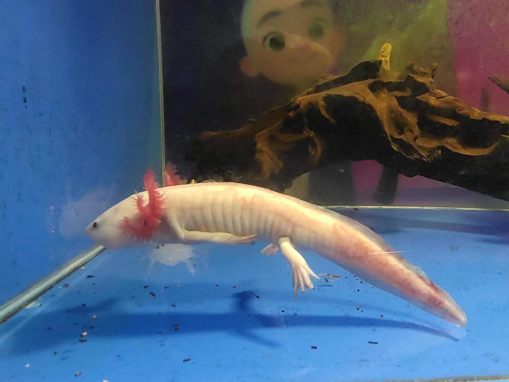 时隔半月再探六角恐龙鱼：神秘水族宠儿的日常与养护要点解析