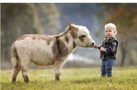 宠物兔的种类，十大新晋新奇萌宠，您了解多少（宠物兔的种类有哪些）