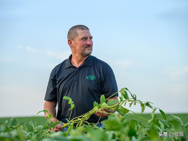 大豆和黄豆一样吗，大豆和黄豆是一个东西吗（泗洪发现的野生大豆）
