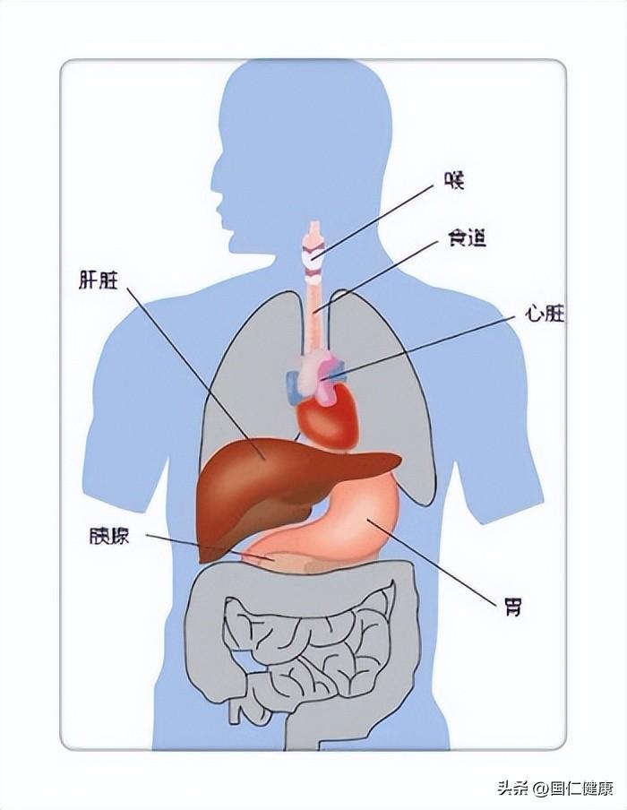 健康是一切的本钱 , 保养人体六大器官