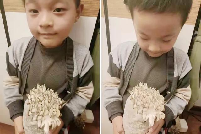 儿童在家怎么孵小鸡，小孩子在家怎么孵小鸡（我竟然学会了孵蛋）