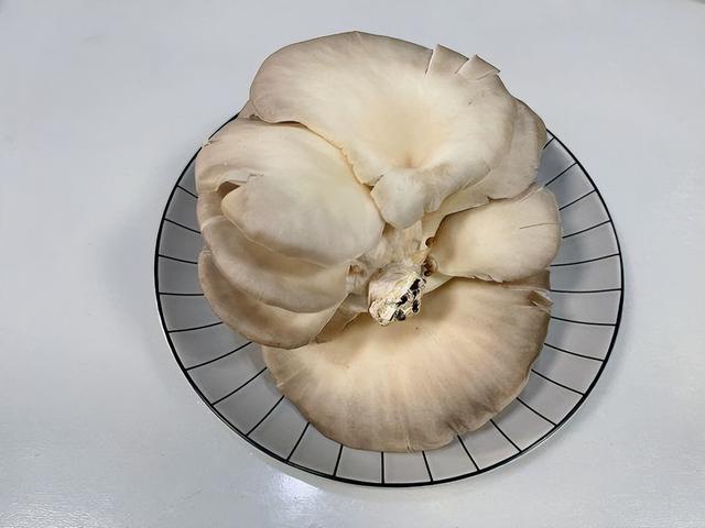 蘑菇有哪些，可以食用的蘑菇有哪些（秋季要多吃蘑菇）