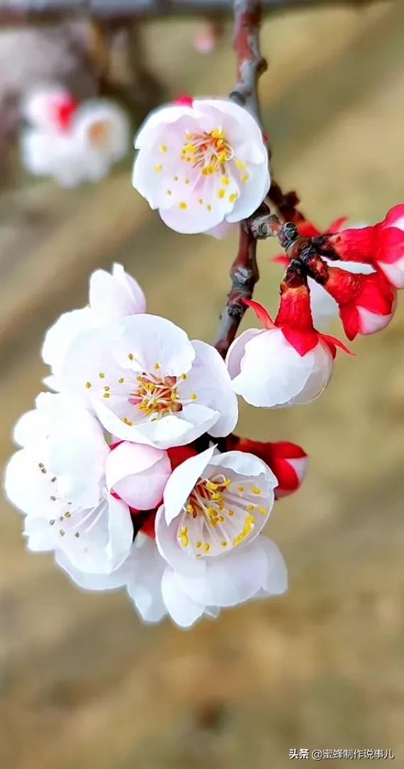我想让风也开花,再送你一春的山花烂漫,吹面不寒杨柳风意境美图(笑看