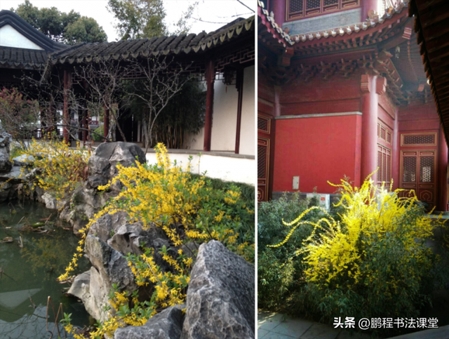 梦见植物是什么征兆，干货丨植物寓意篇