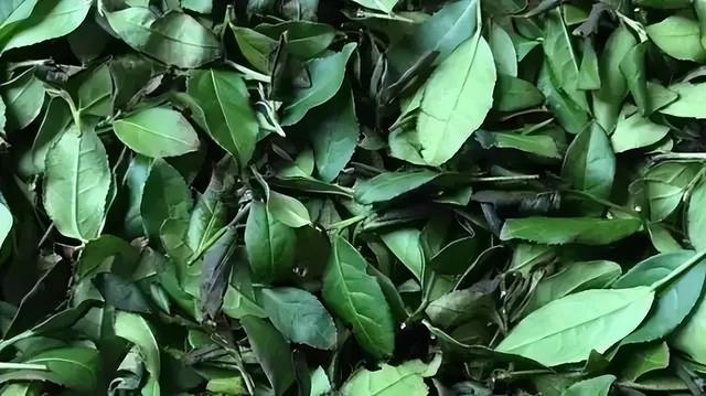 铁观音茶有哪几种呢，铁观音茶的种类（铁观音居然还能这样分类）