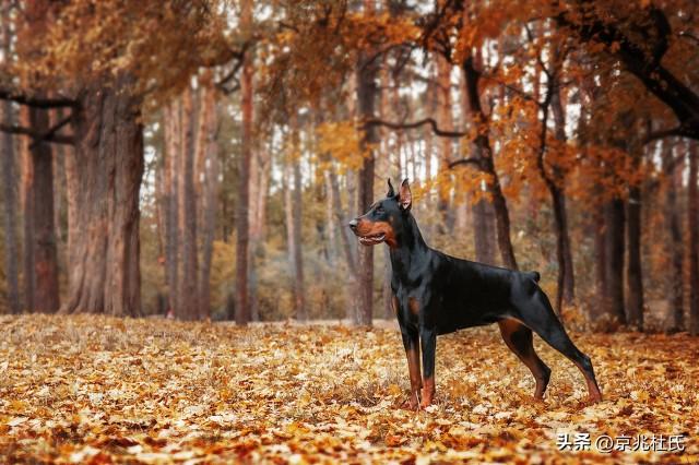 成年杜宾犬多少钱一只 杜宾犬成年以后有多长多高